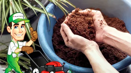 Ce trebuie să pui în ghiveci pentru a nu mai putrezi rădăcinile plantelor. Secretul grădinarilor experţi