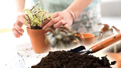 Ce trebuie să pui în pâmântul florilor ca să fie mai bun. Ingredientul banal care face minuni, e aur pentru plante