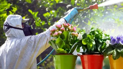 Cu ce să stropești florile din ghiveci de păduchi sau păianjeni. Sigur nu ai încercat aceste variante