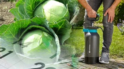 Cu ce să stropești varza de fluturi în lunile de toamnă. Trucul genial prin care scapi de dăunători