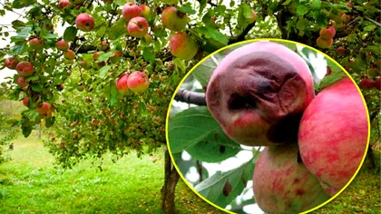 De ce putrezesc merele în copaci la început de toamnă. Greşeala care te costă recolta