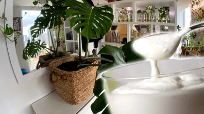 De ce să pui iaurt pe plantele de apartament. Detaliul care schimbă complet florile