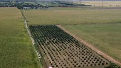 Afacerea inedită cu care un român a dat lovitura. Îşi vinde produsele pe bandă rulantă cu zeci de lei, sunt la mare căutare