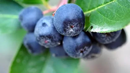 Fructul care înlocuieşte cafeaua. A început să fie cultivat şi în România, se consumă doar câteva bobiţe pe zi