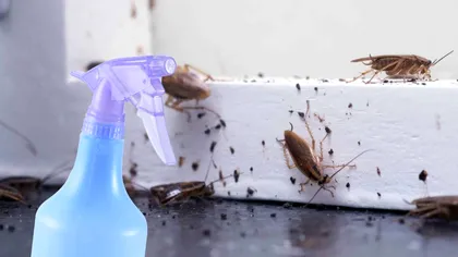 Cum scapi de gândacii din casă. Aşa nu vei mai avea probleme cu ei, mergi la sigur cu aceste soluţii