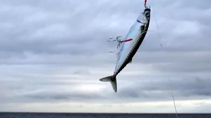 Care este pluralul corect de la macrou. Milioane de români folosesc forma greșită