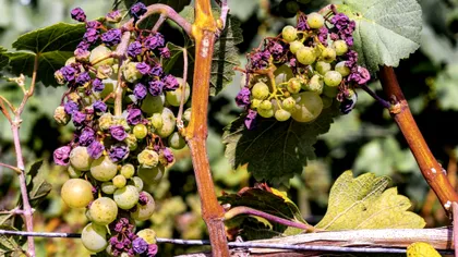 Ce să faci dacă strugurii se usucă înainte de coacere. Grădinarii îți spun cum salvezi recolta