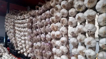 Cum să păstrezi usturoiul până primăvara. Aşa nu încolţeşte, e trucul bunicilor de la ţară