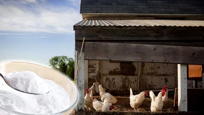 A pus bicarbonat de sodiu în cotețul găinilor și s-a întâmplat ceva uimitor. Trucul pe care îl știu adevărații crescători de păsări