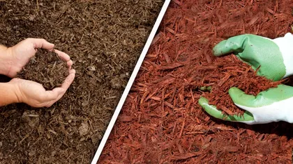 Care sunt diferențele dintre compost și mulci, de fapt. Mulți oameni habar nu au