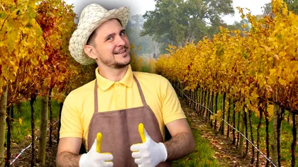 Ce să faci cu viţa de vie după ce ai cules strugurii. E vital pentru iarnă, doar aşa nu va îngheţa