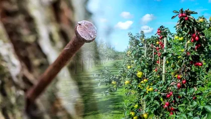 Ce se întâmplă dacă bați cuie ruginite în pomii fructiferi. Grădinarii cunosc acest truc