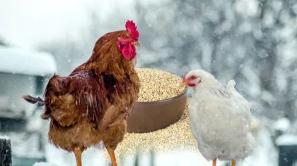Cu ce să hrănești găinile în sezonul rece pentru a fi sănătoase. Gospodarii pricepuți procedează mereu așa