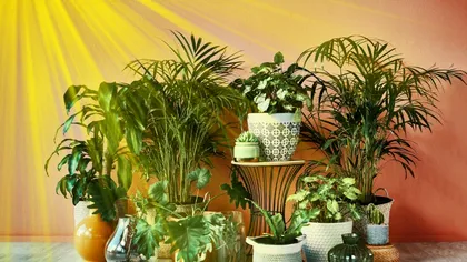 Cum le aduci plantelor mai mult soare în casa ta cu un singur obiect din bucătărie. Cutia pe care trebuie să o aibă fiecare ghiveci