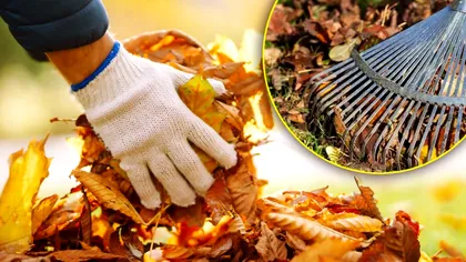 De ce nu trebuie să strângi frunzele uscate toamna. Mulţi români nu ştiu cât de benefice sunt, de fapt