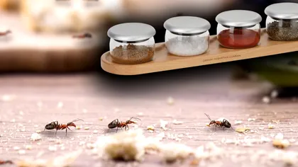 Ingredientul care te scapă imediat de furnici. E secretul gospodinelor, se întâmplă totul în câteva ore