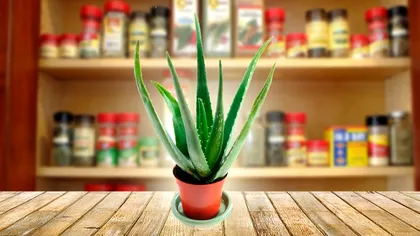 Ingredientul din casă care face aloe vera să înflorească. Plantei îi va merge mai bine ca niciodată, se va schimba în câteva zile