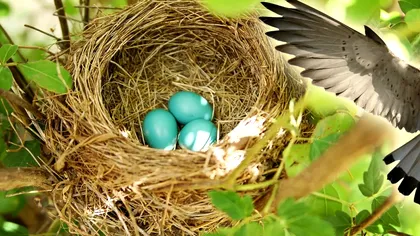 Pasărea din România care face ouă albastre. Se vând cu prețuri mult mai mari