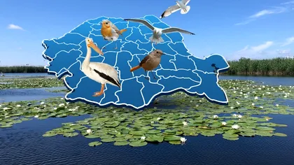 Pasărea rară descoperită în Delta Dunării. Se mai găsește doar în America