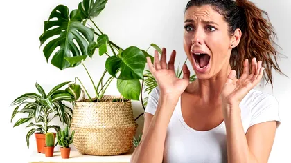 Plantele pe care să le arunci imediat. Mulți români le țin în casă, dar sunt toxice!