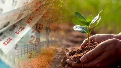 Plantele suculente care sunt ușor de îngrijit în octombrie. Nu se vor ofili