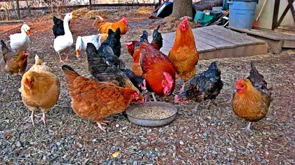 Cu ce să hrănești găinile ca să facă ouă multe. Găinile până în cinci luni e obligatoriu să mănânce asta