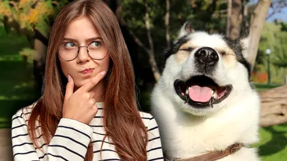 Ce înseamnă când un câine pare că râde. Patrupedul tău vrea să îţi transmită ceva