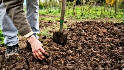 Ce trebuie să faci cu solul din grădină în luna noiembrie. Aşa te vei bucura de o recoltă bogată anul viitor