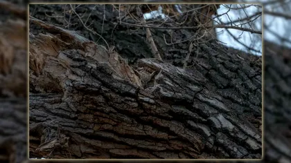 Iluzie optică pentru cei cu vedere ageră. Tu vezi bufnița ascunsă în copac?