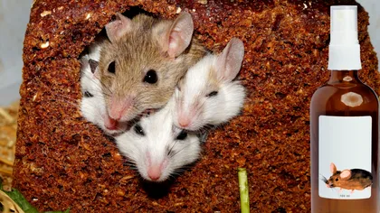 Produsul din cămară care te scapă de şoareci. Costă 4 lei, trebuie pus în colţuri sau găuri