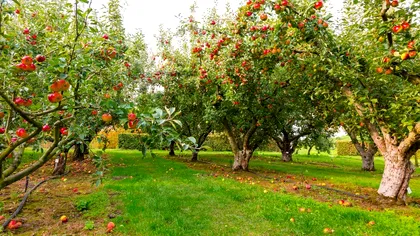 Top 3 pomi fructiferi care cresc repede. Aşa te bucuri rapid de roade din belşug