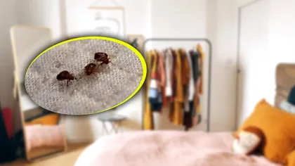 Verifică dacă ai ploșnițe de pat în aceste locuri din casă. Se ascund foarte bine