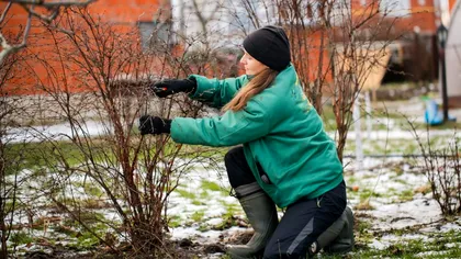 De ce să nu tai tulpinile plantelor din grădină la început de iarnă. Explicaţia experţilor