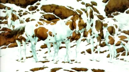 Iluzia optică de iarnă. Câți cai sunt ascunși în zăpadă? Ai IQ de geniu dacă răspunzi corect