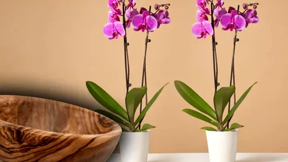 Ingredientul natural care va face ca orhideele tale să fie mereu pline de flori. Vei fi invidiat pentru ele