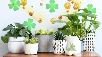 Plante pe care trebuie să le ai în casă în anul 2024 pentru a atrage norocul și prosperitatea