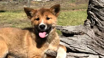 O femeie a crezut că a primit un câine şi l-a adoptat. Ce era, de fapt, animalul periculos