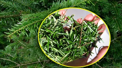 Ce să pui în suportul bradului ca să reziste mai multe săptămâni. Va fi verde până după Revelion