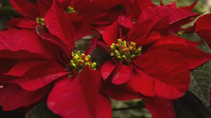 Planta de Crăciun extrem de toxică. E aproape în fiecare casă, românii nici nu ştiu că este otrăvitoare