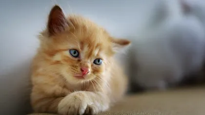 Pisica ta merge în spatele tău prin casă? Motivul este mai profund decât credeai