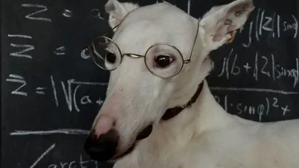 Care este cel mai inteligent animal din lume. A reuşit să întreacă chiar şi omul la un test de istețime