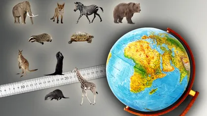 Care este cel mai mic mamifer din lume. Are doar 2 grame şi puţin peste 3 centimetri