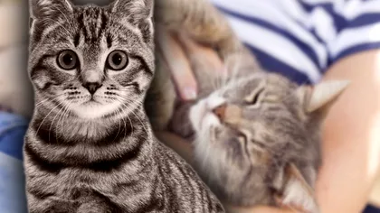 Ce simt pisicile când dorm în braţele tale. Motivul de necrezut pentru care fac asta