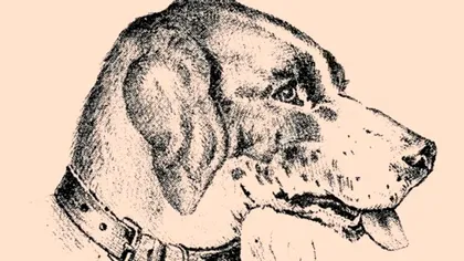 Test de inteligenţă pentru prima zi din an. Toţi pot vedea câinele, dar nu şi pe stăpân. Tu l-ai observat?