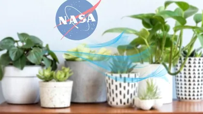 Top 4 plante de apartament care purifică aerul. Sunt recomandate chiar de cei de la NASA