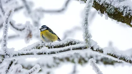 Alertă ANM! Când ajunge ciclonul polar în România. Temperaturile scad la -20 de grade Celsius