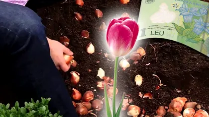 Ce să pui în pământ odată cu bulbii de lalele. Ingredientul de 1 leu care îţi va schimba complet grădina
