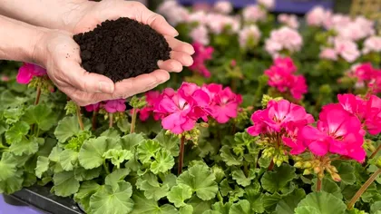 Ce să pui în solul mușcatelor pentru a avea flori tot anul. Secretul grădinarilor experimentați