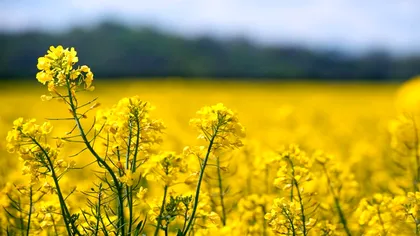 Cu ce să stropești rapița de gărgărițele nocive pentru tulpini. Capcanele care te scapă de probleme