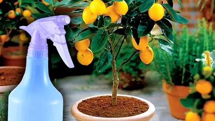 Cum se udă corect lămâiul din ghiveci. Ingredientul banal care îl face să înflorească mai mult ca niciodată